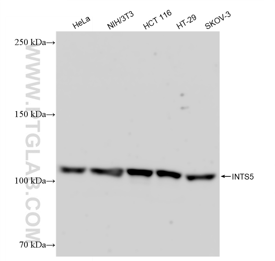 Western Blot (WB) analysis of various lysates using INTS5 Recombinant antibody (83154-1-RR)