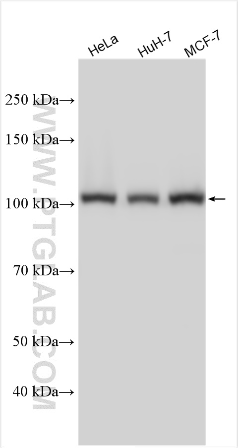 Western Blot (WB) analysis of various lysates using INTS8 Polyclonal antibody (31038-1-AP)