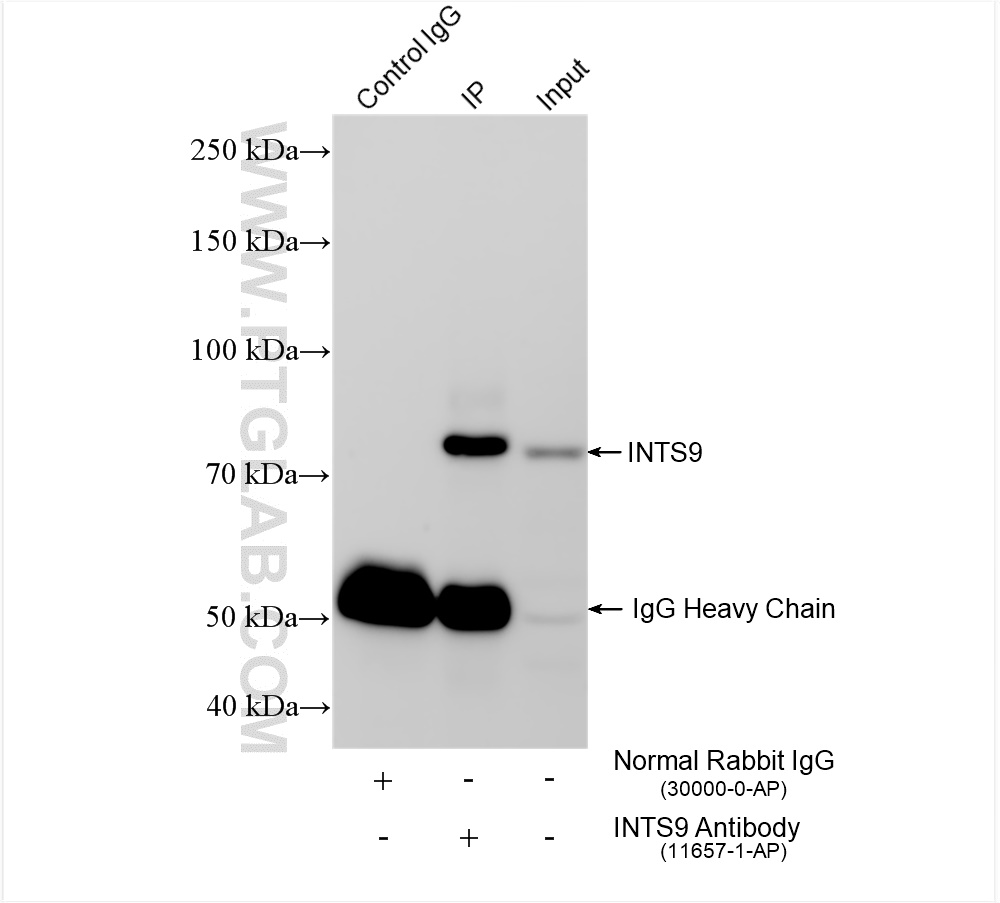 Immunoprecipitation (IP) experiment of HeLa cells using INTS9 Polyclonal antibody (11657-1-AP)