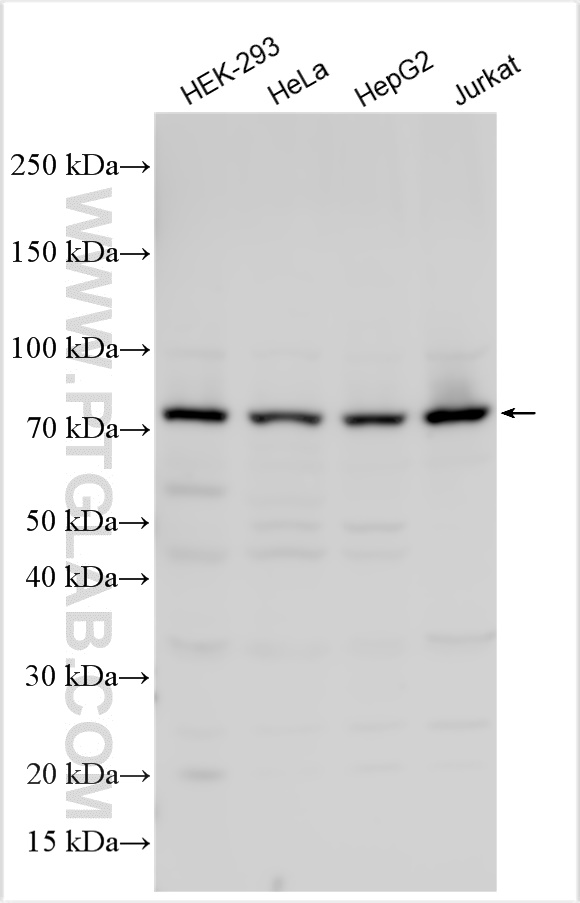 Western Blot (WB) analysis of various lysates using INTS9 Polyclonal antibody (11657-1-AP)