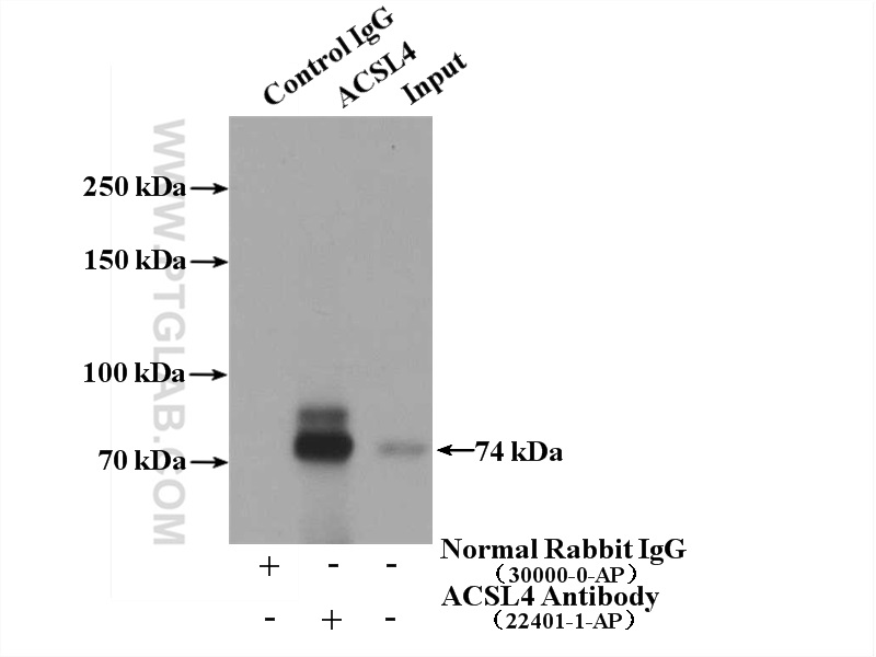 IP Result of anti-ACSL4/FACL4 (IP:22401-1-AP, 4ug; Detection:22401-1-AP 1:1000) with COLO 320 cells lysate 2000ug.