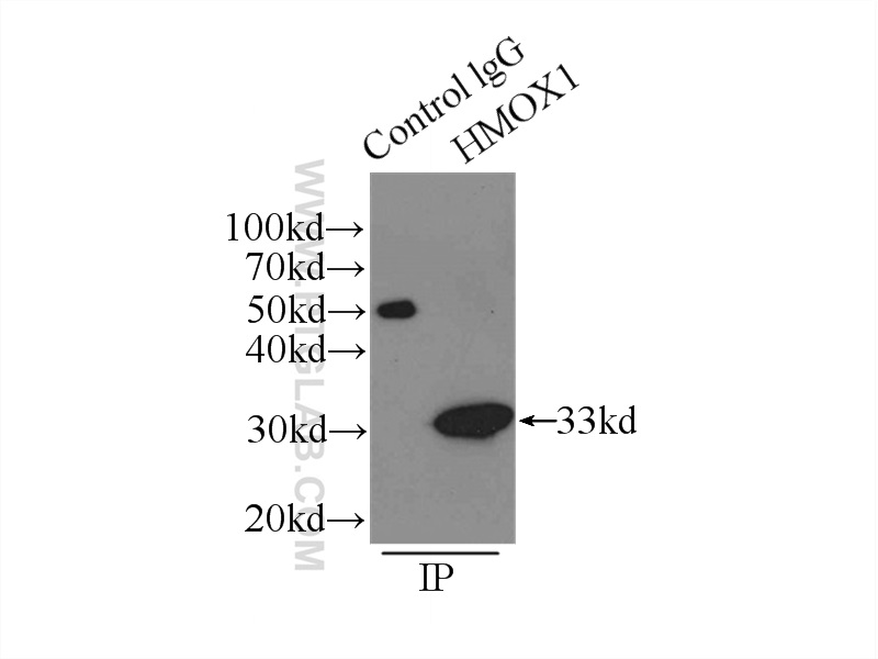 IP Result of anti-HMOX1 (IP:10701-1-AP, 3ug; Detection:10701-1-AP 1:1000) with  HeLa cells lysate 3000ug.