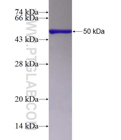 IP6K2 fusion protein Ag28709 SDS-PAGE