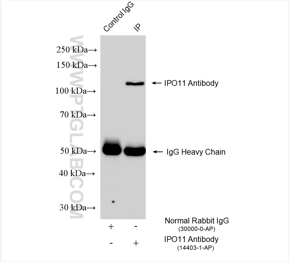 Immunoprecipitation (IP) experiment of mouse testis tissue using IPO11 Polyclonal antibody (14403-1-AP)