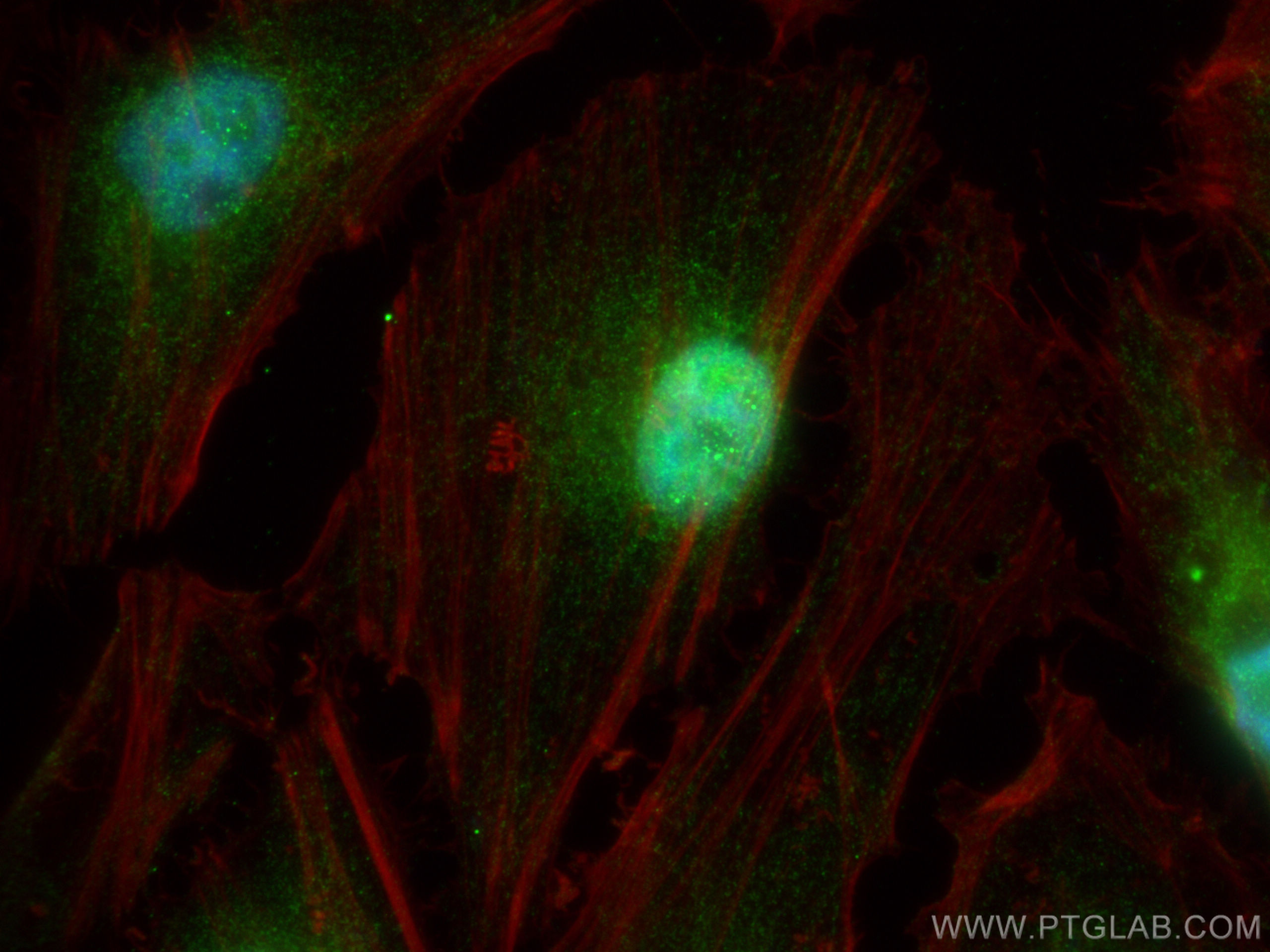 Immunofluorescence (IF) / fluorescent staining of HeLa cells using IPO13 Polyclonal antibody (11696-2-AP)