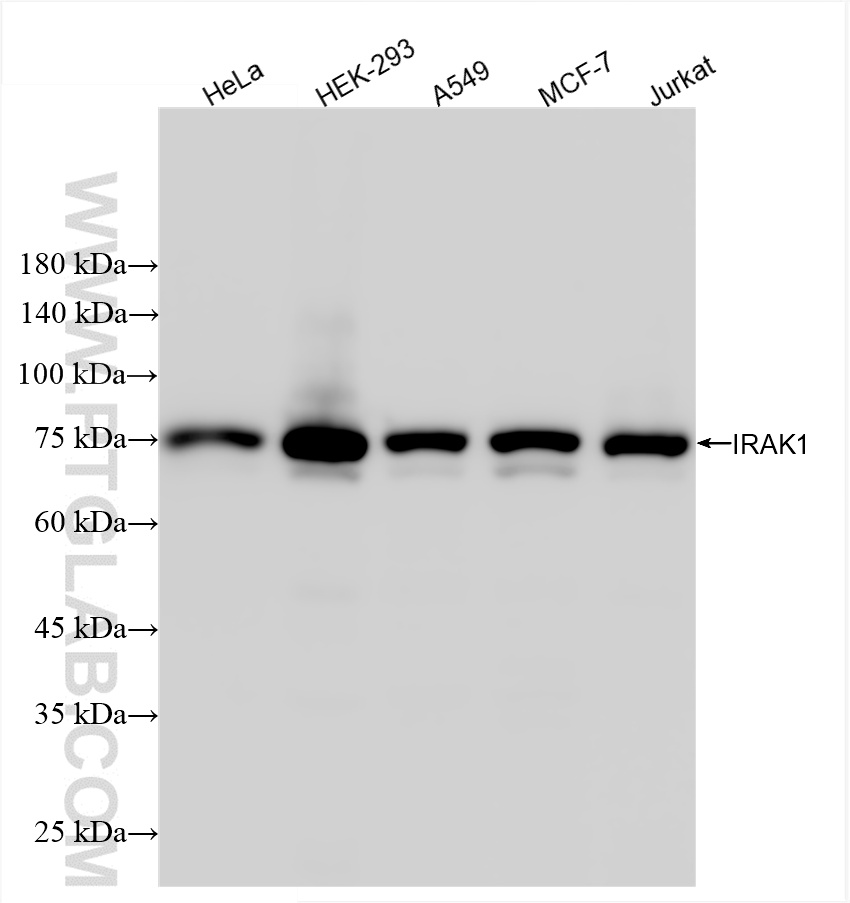 Western Blot (WB) analysis of various lysates using IRAK1 Recombinant antibody (86068-3-RR)