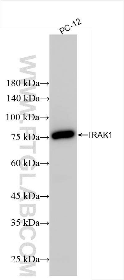 Western Blot (WB) analysis of PC-12 cells using IRAK1 Recombinant antibody (86068-3-RR)