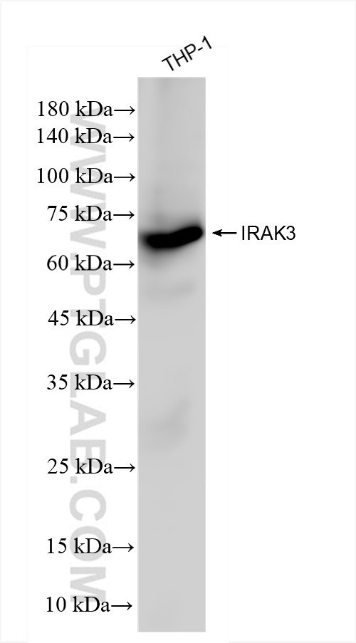 Western Blot (WB) analysis of THP-1 cells using IRAK3 Recombinant antibody (83876-2-RR)