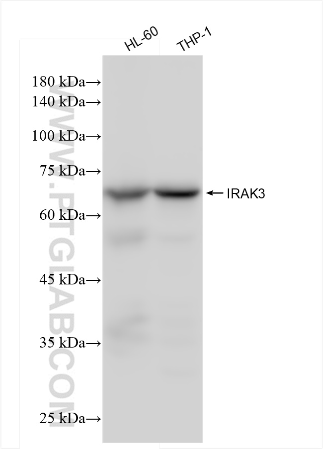 Western Blot (WB) analysis of various lysates using IRAK3 Recombinant antibody (83876-2-RR)