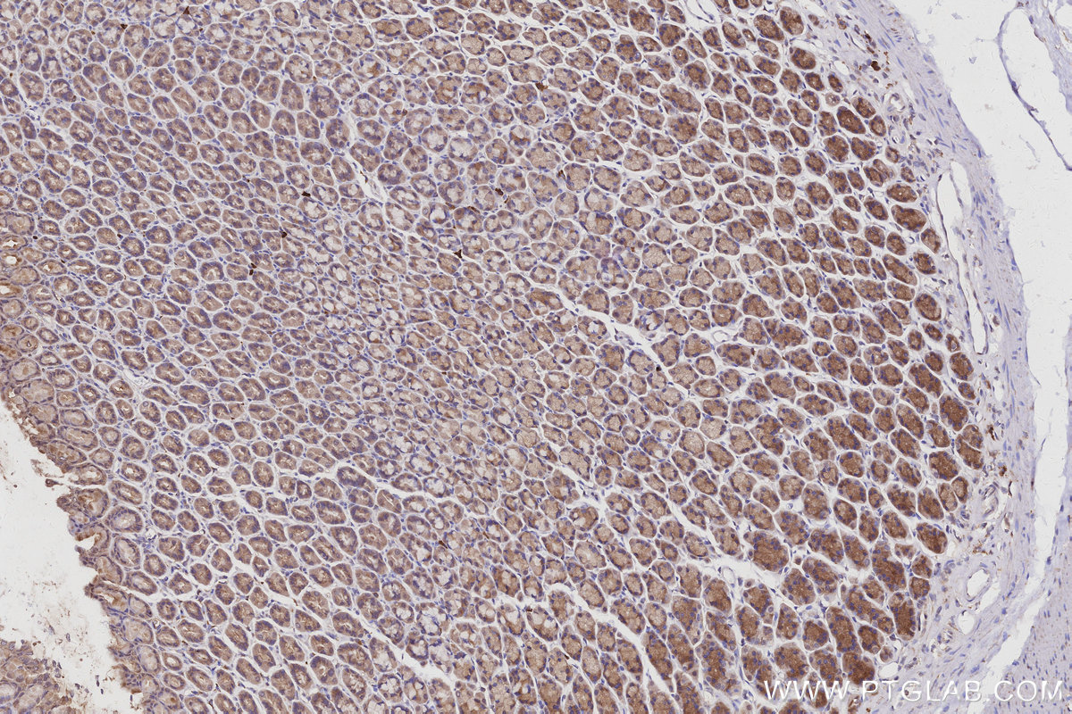 Immunohistochemistry (IHC) staining of rat stomach tissue using IRAK4 Monoclonal antibody (67180-1-Ig)