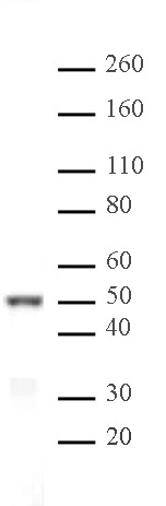 IRF-3 pAb tested by Western blot. Detection of IRF-3 by Western blot analysis. The presence of IRF-3 in nuclear extracts derived from U-937 (IFNg) cells is confirmed using IRF-3 rabbit polyclonal antibody at a 1:1,000 dilution.