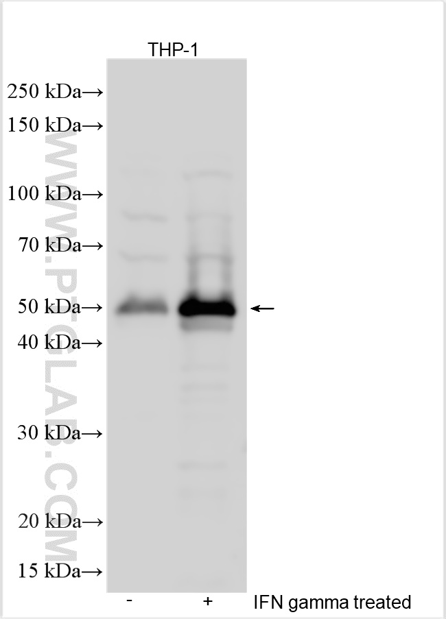 Western Blot (WB) analysis of various lysates using IRF1 Polyclonal antibody (11335-1-AP)