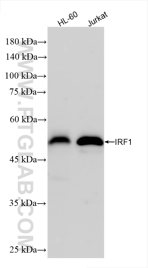 Western Blot (WB) analysis of various lysates using IRF1 Recombinant antibody (85254-3-RR)