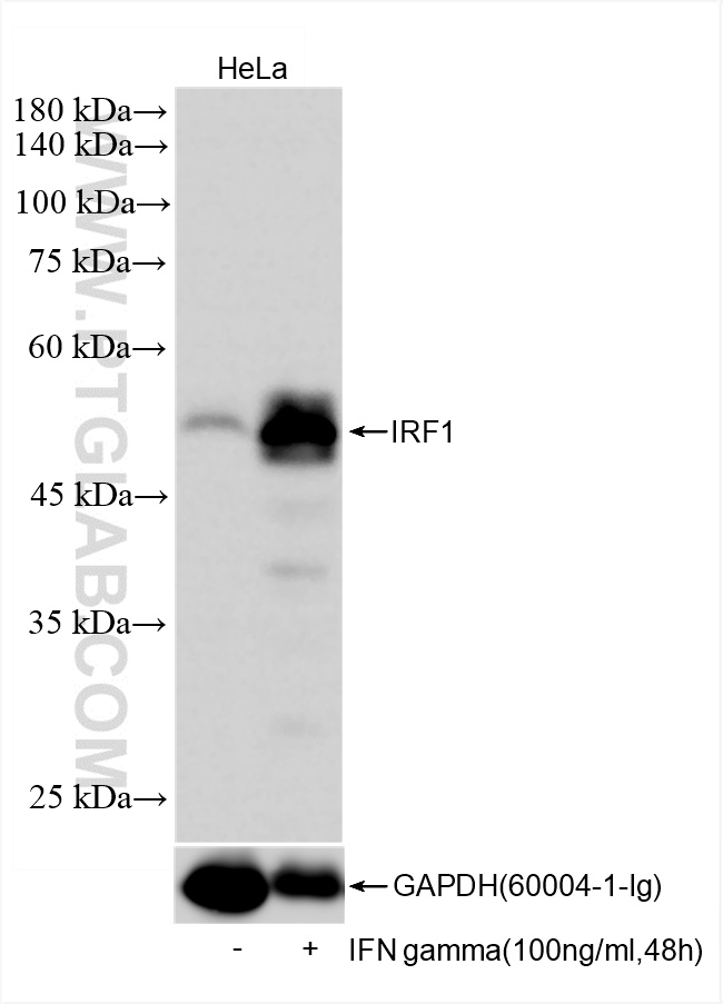 Western Blot (WB) analysis of HeLa cells using IRF1 Recombinant antibody (85254-3-RR)