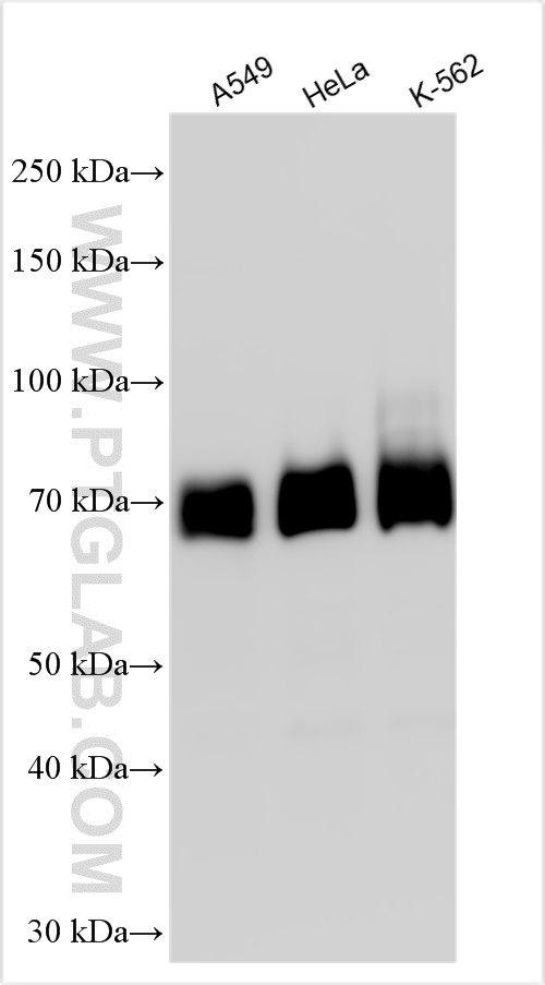 Western Blot (WB) analysis of various lysates using IRF2BP2 Polyclonal antibody (18847-1-AP)