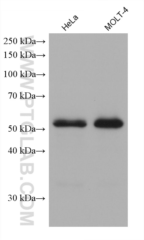Western Blot (WB) analysis of various lysates using IRF3 Monoclonal antibody (66670-1-Ig)