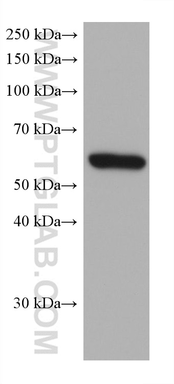 Western Blot (WB) analysis of A431 cells using IRF3 Monoclonal antibody (66670-1-Ig)