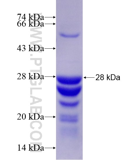 IRG1 fusion protein Ag28941 SDS-PAGE