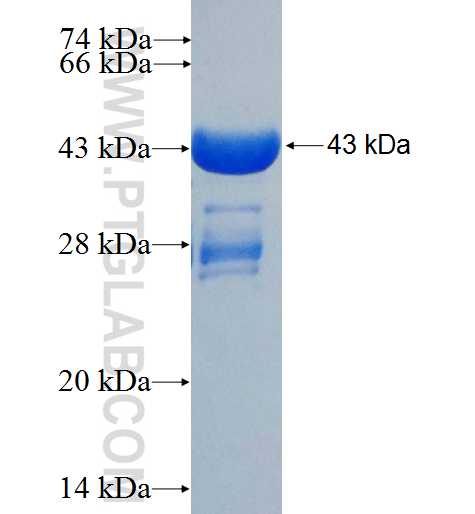 IRX3 fusion protein Ag26743 SDS-PAGE