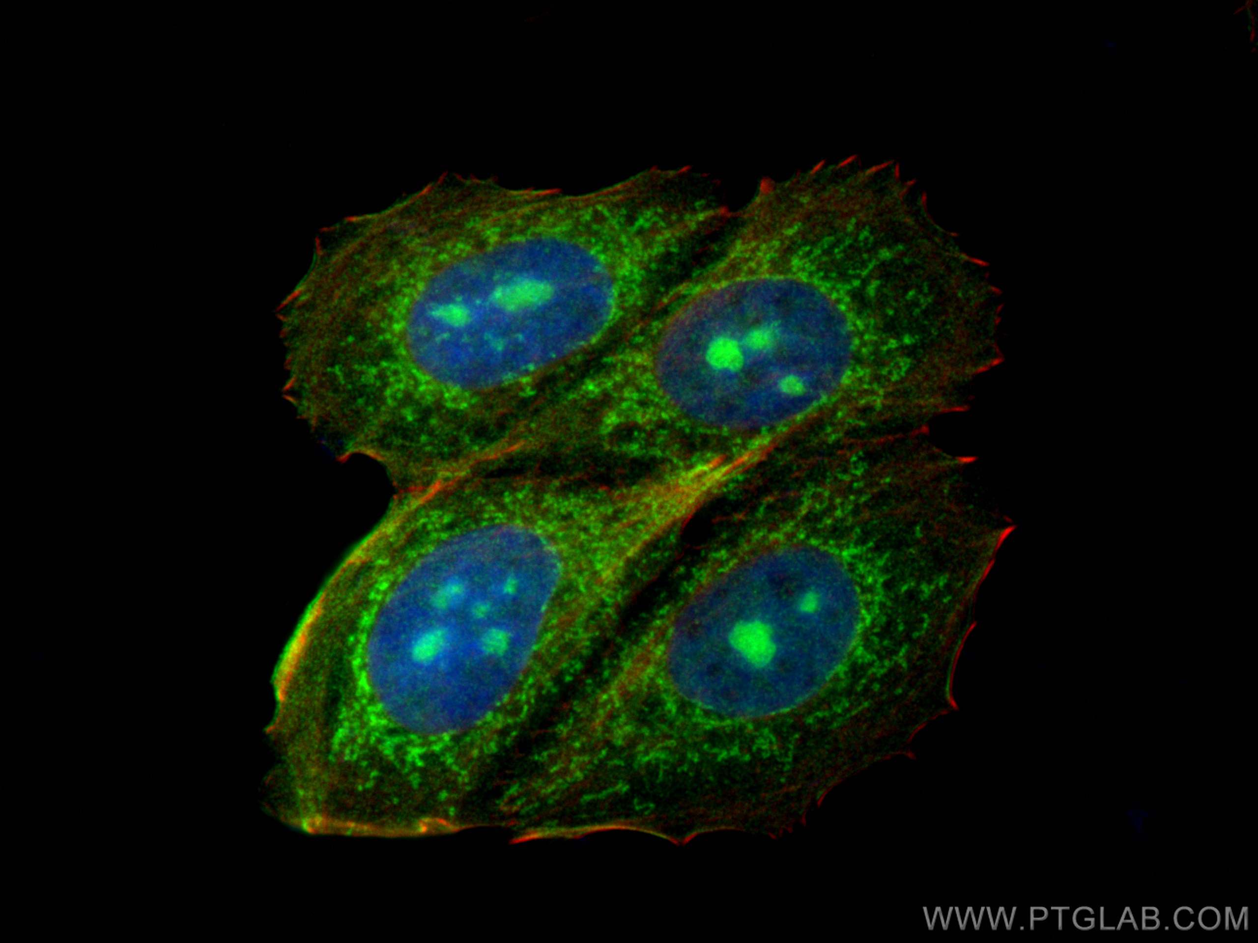 Immunofluorescence (IF) / fluorescent staining of MCF-7 cells using ISCU Polyclonal antibody (14812-1-AP)