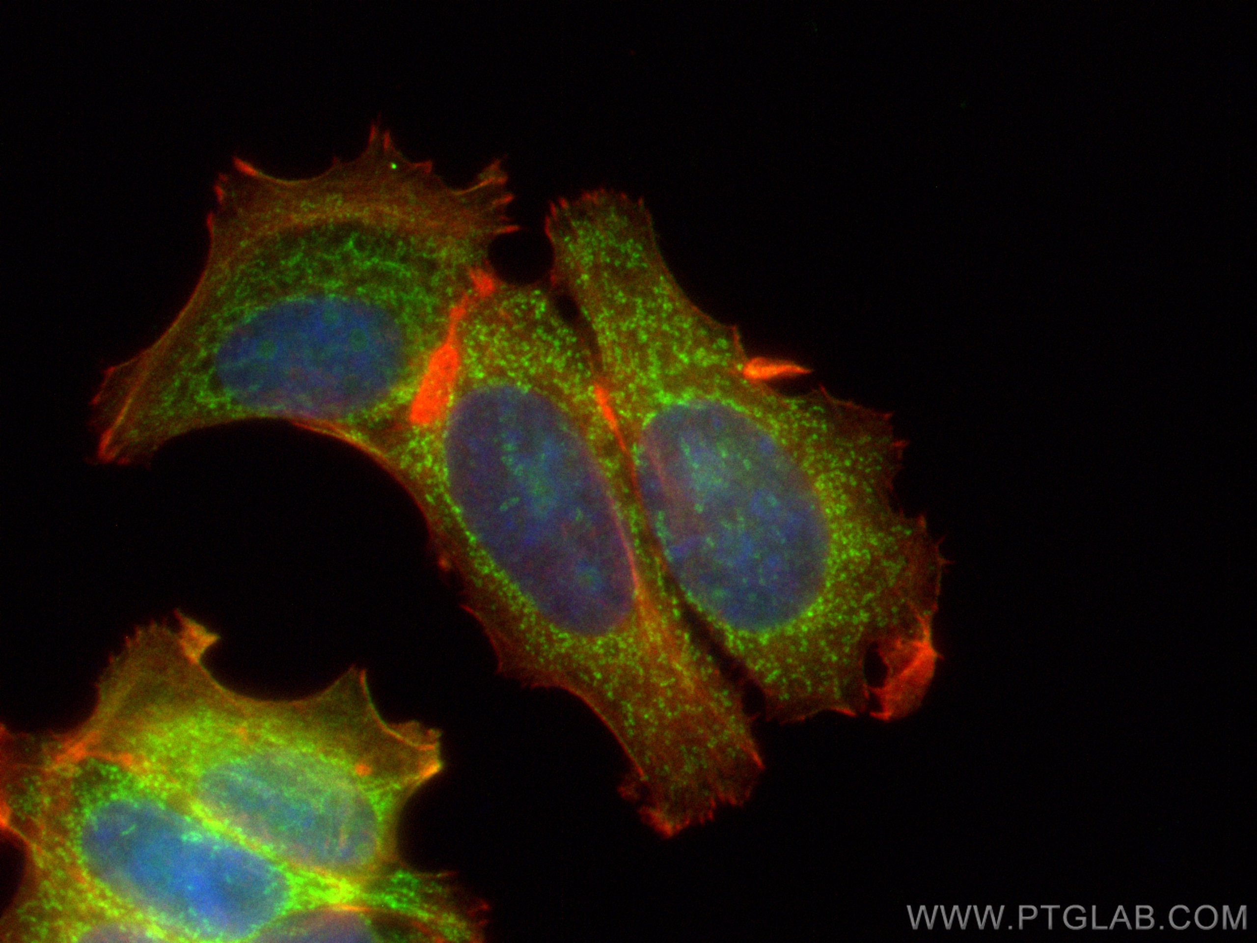 Immunofluorescence (IF) / fluorescent staining of MCF-7 cells using CoraLite® Plus 488-conjugated ISCU Polyclonal anti (CL488-14812)