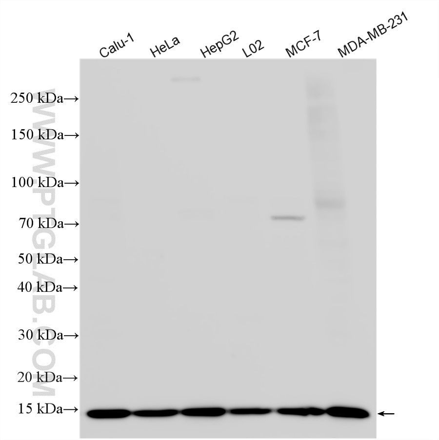 Western Blot (WB) analysis of various lysates using ISG15 Polyclonal antibody (15981-1-AP)