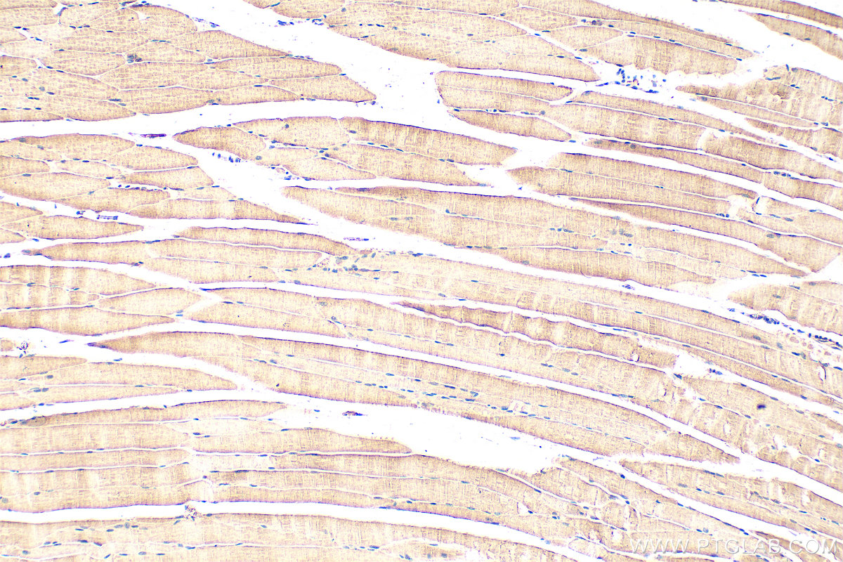 Immunohistochemistry (IHC) staining of mouse skeletal muscle tissue using ISLR Polyclonal antibody (24306-1-AP)