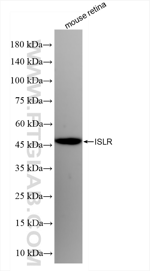 ISLR