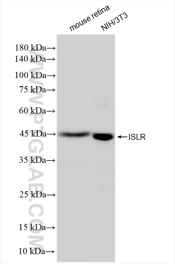 Western Blot (WB) analysis of various lysates using ISLR Recombinant antibody (83782-5-RR)