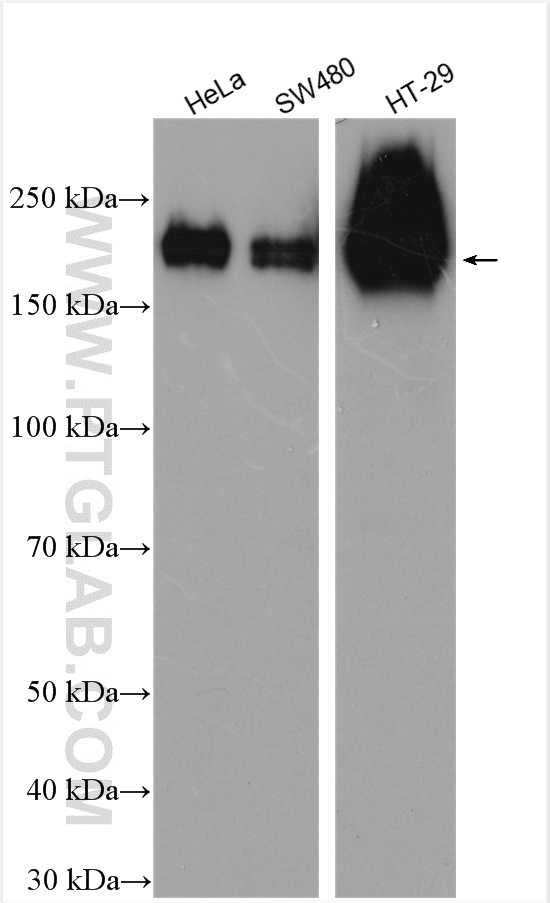 Western Blot (WB) analysis of various lysates using Integrin alpha 1 Polyclonal antibody (22146-1-AP)