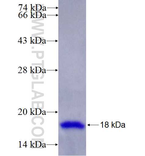 ITGA2 fusion protein Ag26111 SDS-PAGE