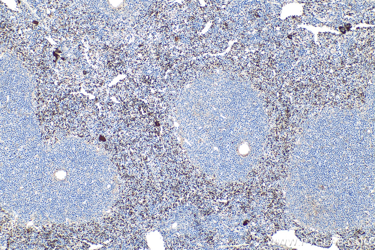 Immunohistochemistry (IHC) staining of mouse spleen tissue using CD41 Polyclonal antibody (24552-1-AP)
