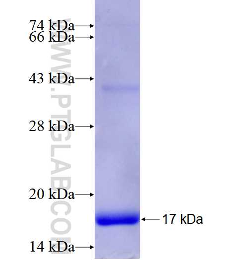 ITGAV fusion protein Ag25860 SDS-PAGE