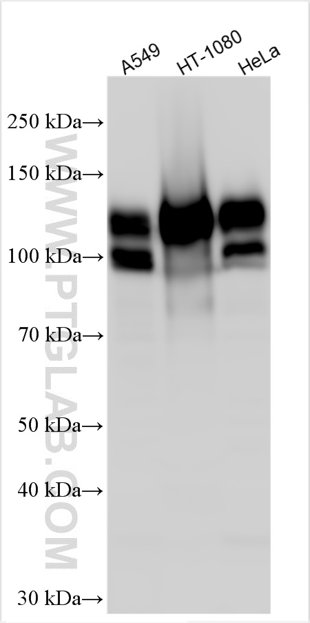 Western Blot (WB) analysis of various lysates using Integrin Beta 1 Polyclonal antibody (12594-1-AP)