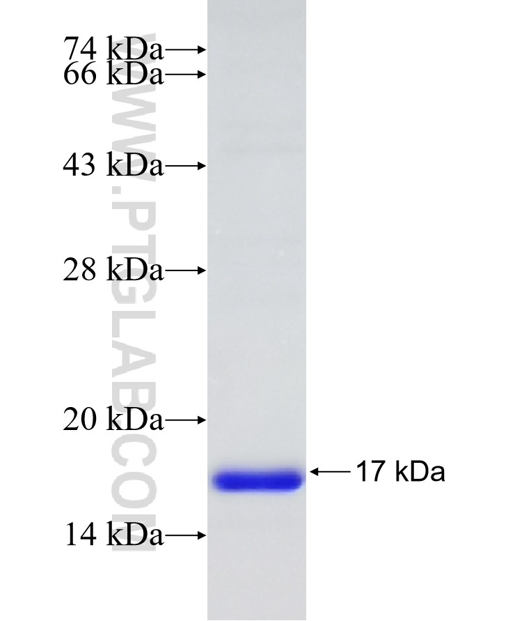 ITIH2 fusion protein Ag23146 SDS-PAGE