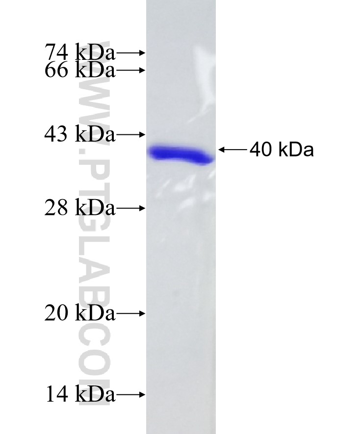 ITIH2 fusion protein Ag23147 SDS-PAGE