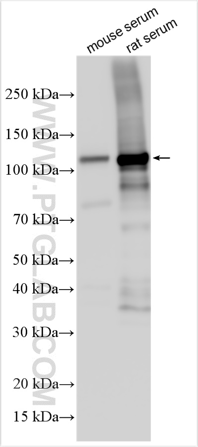 Western Blot (WB) analysis of various lysates using ITIH4 Polyclonal antibody (24069-1-AP)