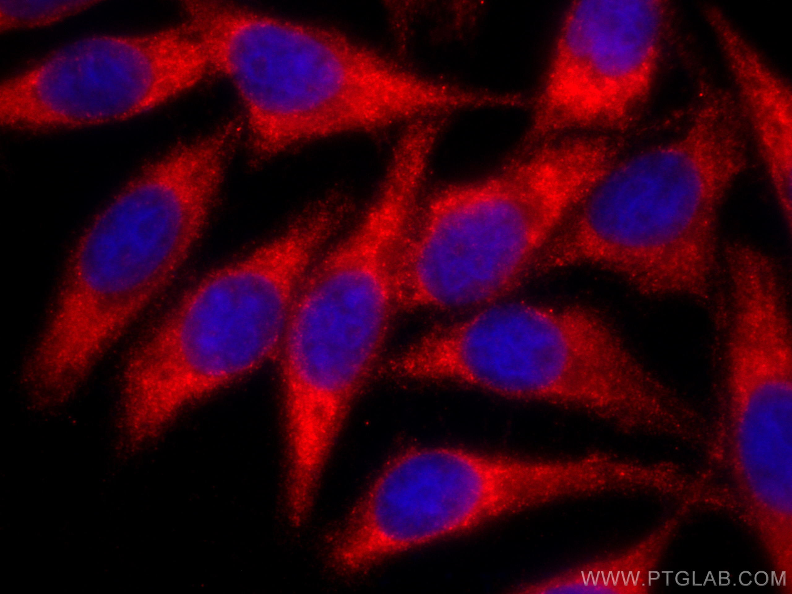 Immunofluorescence (IF) / fluorescent staining of HepG2 cells using CoraLite®594-conjugated ITM2C Monoclonal antibody (CL594-60095)