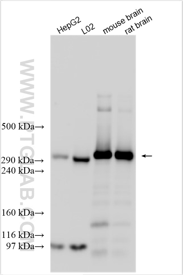 Western Blot (WB) analysis of various lysates using ITPR1-specific Polyclonal antibody (19962-1-AP)