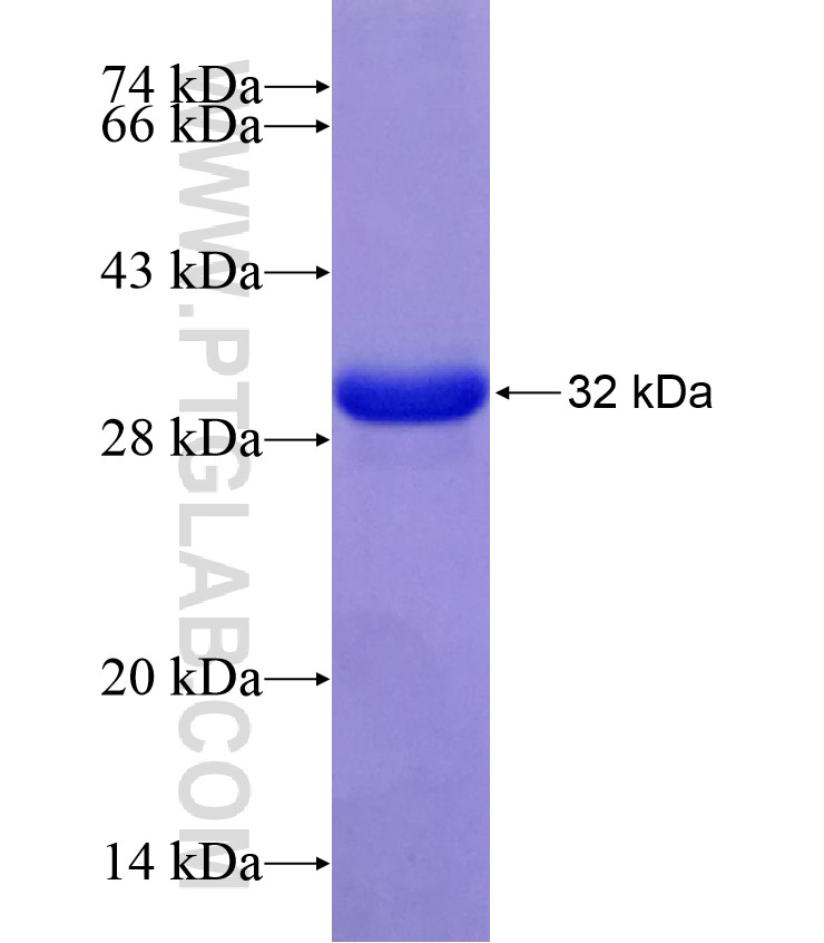 IVL fusion protein Ag28062 SDS-PAGE