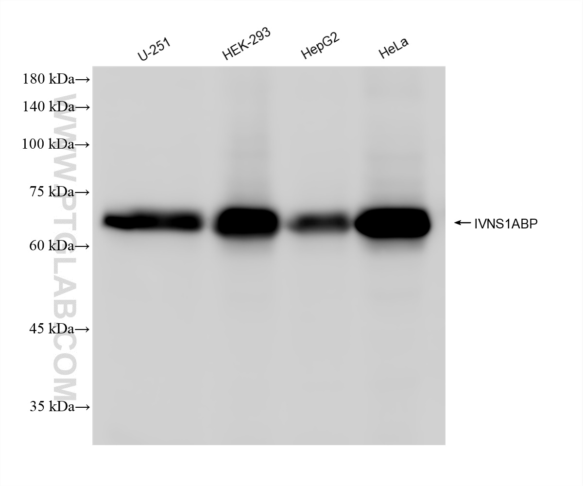 Western Blot (WB) analysis of various lysates using IVNS1ABP Recombinant antibody (84268-1-RR)