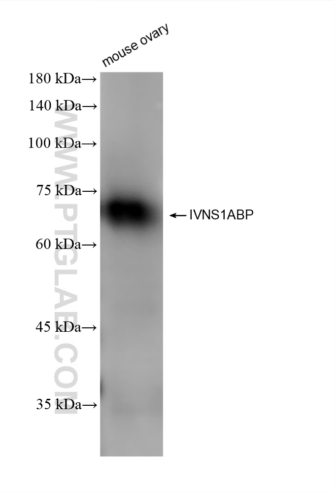 Western Blot (WB) analysis of mouse ovary tissue using IVNS1ABP Recombinant antibody (84268-1-RR)