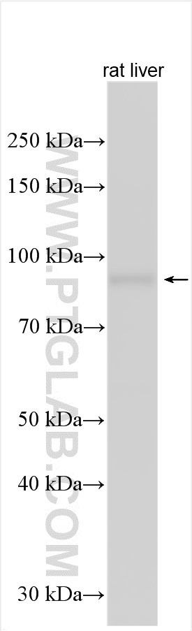 Western Blot (WB) analysis of various lysates using Icam-1 Polyclonal antibody (30324-1-AP)