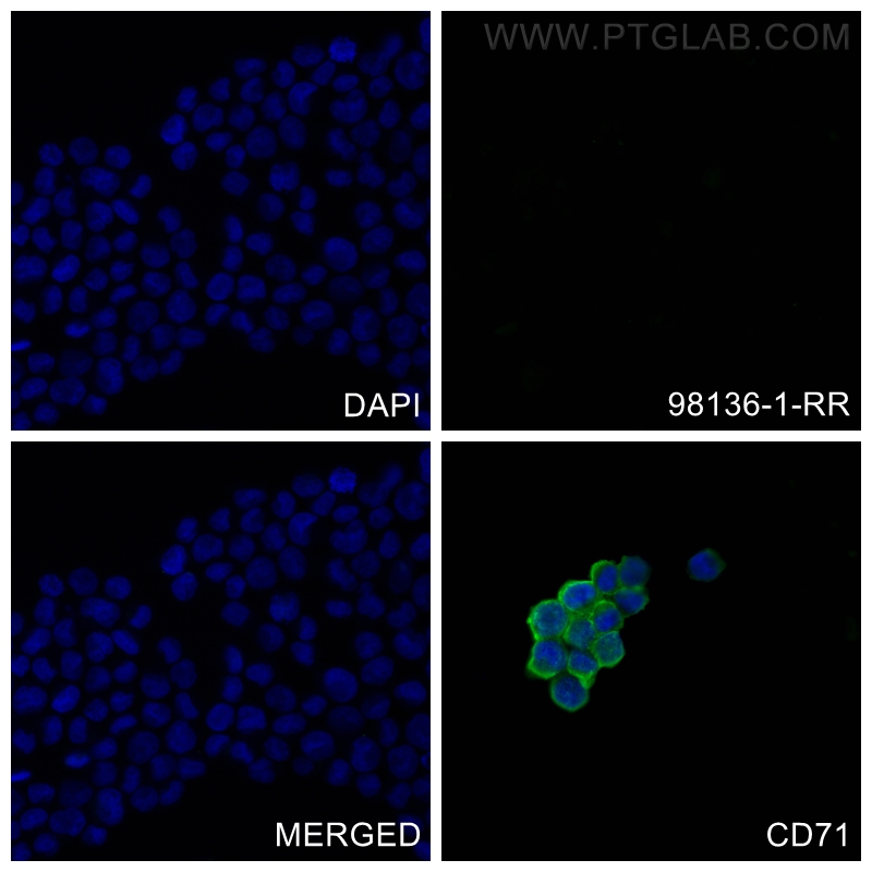 Immunofluorescence (IF) / fluorescent staining of K-562 cells using Rabbit IgG Isotype Control,  Rabbit Recombinant An (98136-1-RR)