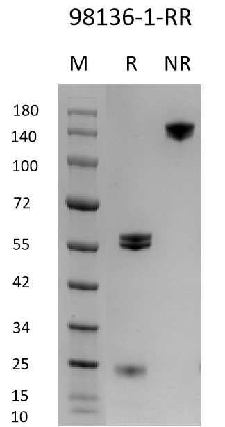 SDS-PAGE experiment of antibody using Rabbit IgG Isotype Control Recombinant Antibody (98136-1-RR)