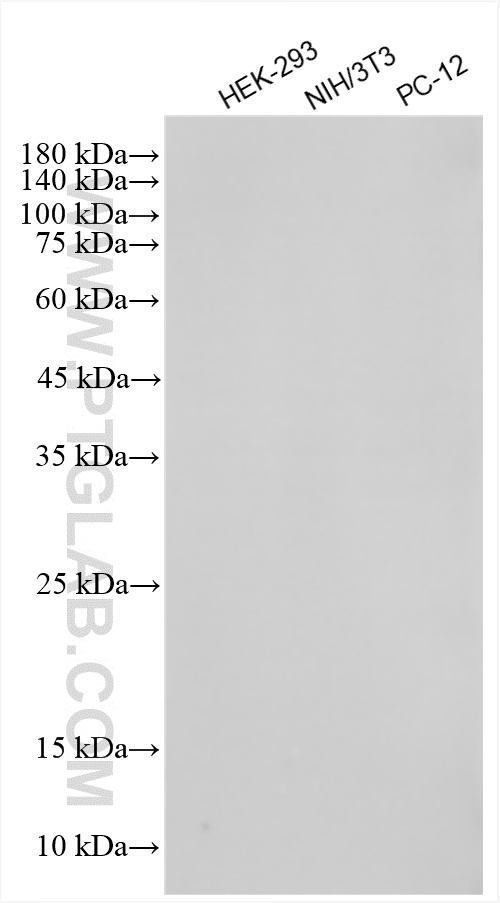 Western Blot (WB) analysis of various lysates using Rabbit IgG Isotype Control Recombinant Antibody (98136-1-RR)