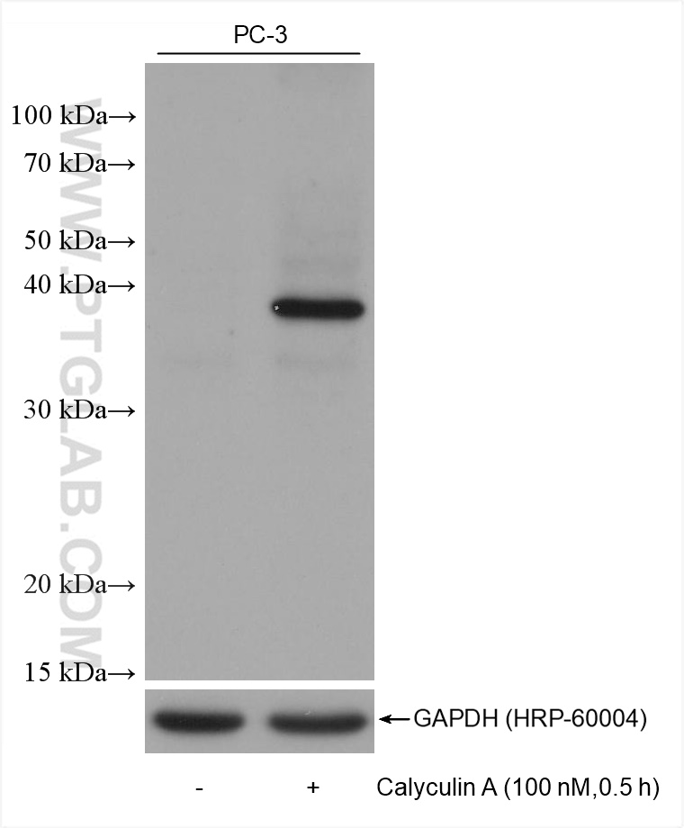 Western Blot (WB) analysis of various lysates using IkB Alpha Monoclonal antibody (68999-1-Ig)