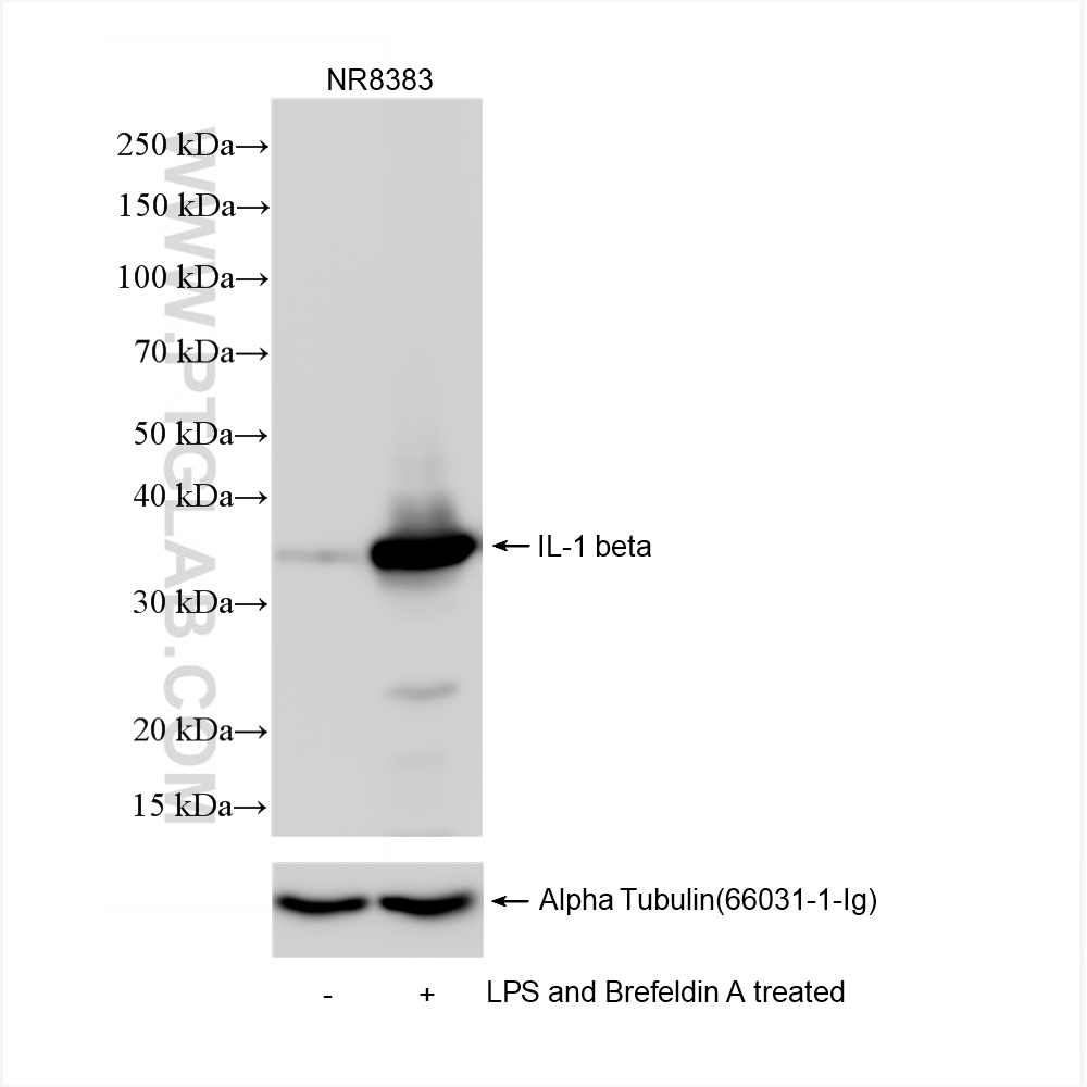 Western Blot (WB) analysis of NR8383 cells using IL-1 beta Recombinant antibody (84274-1-RR)
