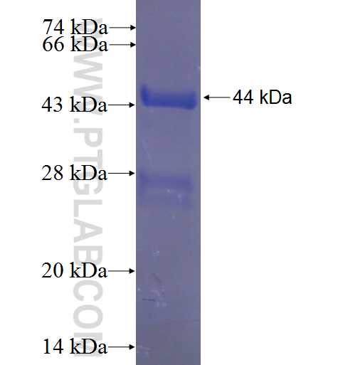 IL-10 fusion protein Ag23460 SDS-PAGE