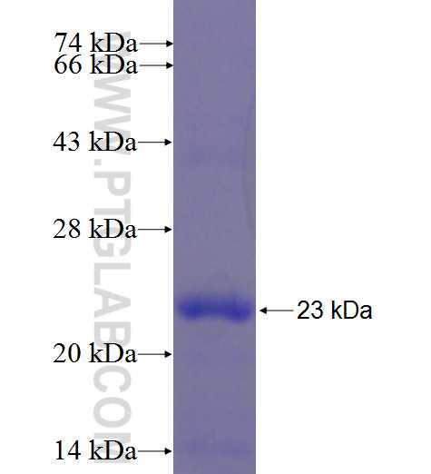 IL-1B fusion protein Ag23465 SDS-PAGE